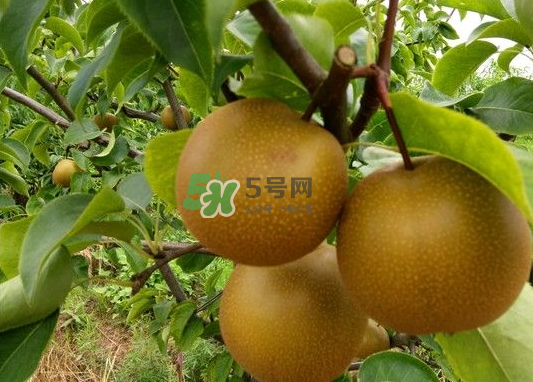 豐水梨產(chǎn)地在哪里？豐水梨是哪里產(chǎn)的？