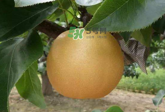 豐水梨什么時候上市？豐水梨幾月份成熟？