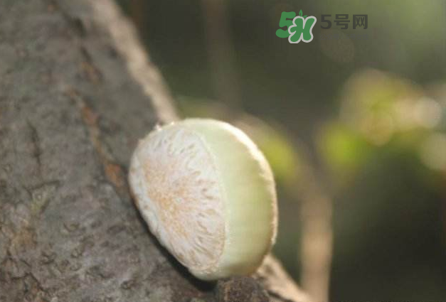 嫩板栗怎么保存？嫩板栗保存方法