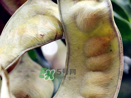 皂角米可以直接煮嗎？皂角米和什么一起煮好