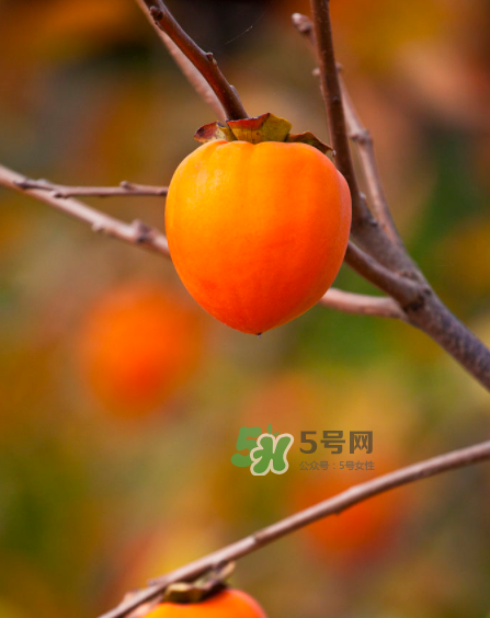 脆柿子好吃還是軟柿子好吃？脆柿子和軟柿子哪個好吃？