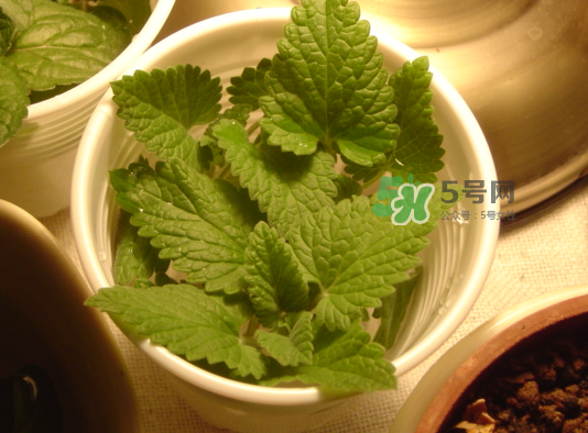 貓薄荷人能吃嗎？貓薄荷能吃嗎？