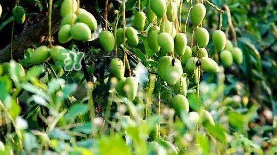 孕晚期能吃芒果嗎？孕晚期吃了很多芒果對(duì)胎兒好嗎？