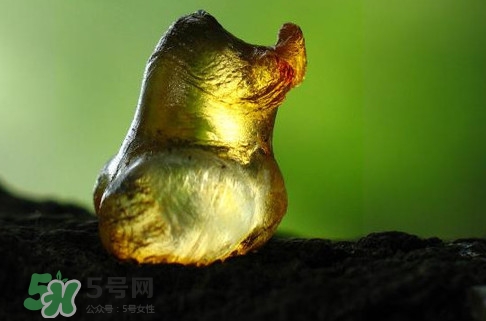 桃膠是發(fā)物嗎？桃膠是中藥嗎