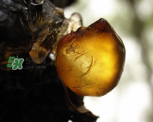 桃膠什么顏色的好？桃膠顏色深色好還是淺色好