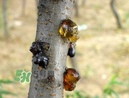 桃膠是桃樹上的膠嗎？桃膠是什么味道