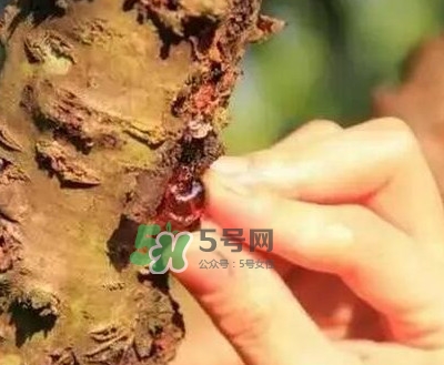 桃膠是桃樹上的膠嗎？桃膠是什么味道