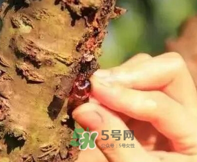 桃膠適合什么人吃？吃桃膠會(huì)上火嗎？