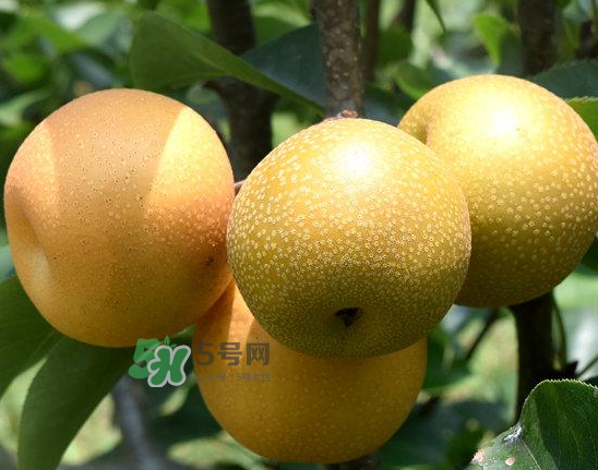 豐水梨和雪梨哪個好？豐水梨和雪梨的區(qū)別