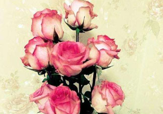 roseonly怎么讀？roseonly怎么讀在線讀？