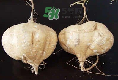 涼薯是什么東西？涼薯是地瓜嗎？