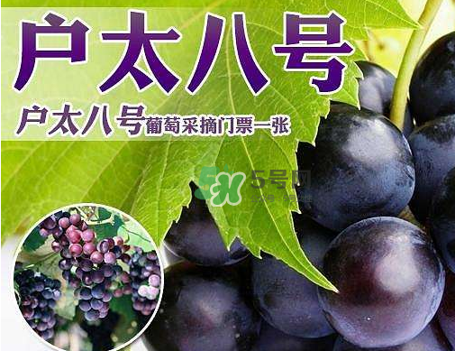 戶太八號多少錢一斤？戶太八號為什么在全國很有名？