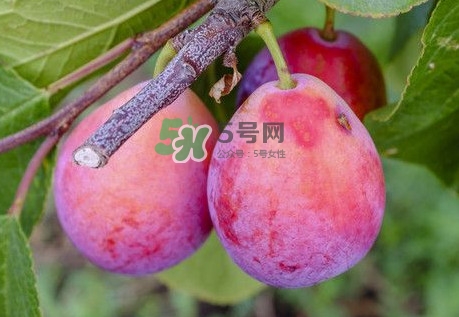 新鮮西梅怎么保存？西梅的保存方法