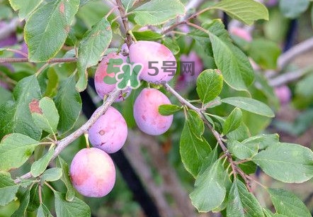 新鮮西梅怎么保存？西梅的保存方法