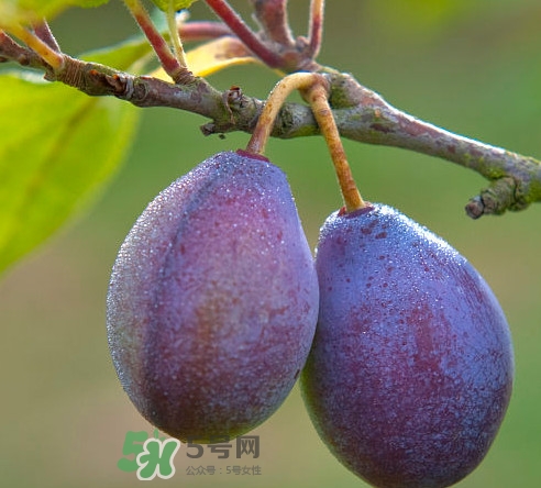 吃西梅上火嗎？新鮮西梅怎么吃