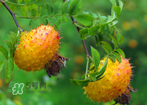 刺梨怎么吃？刺梨正確吃法