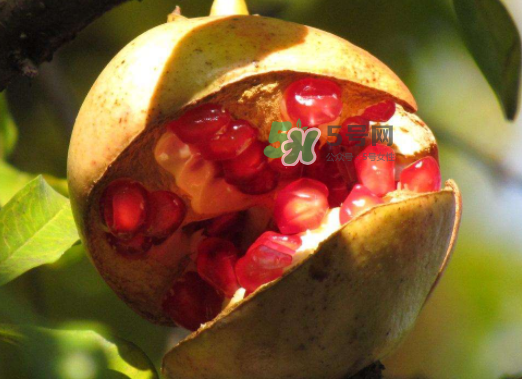石榴為什么會(huì)裂開(kāi)？石榴裂果是怎么回事？