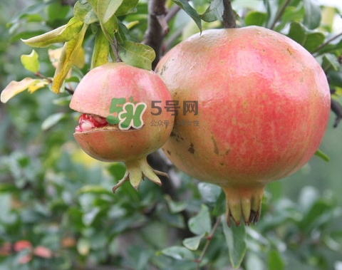 石榴為什么會(huì)爛？石榴怎么存放不會(huì)爛？