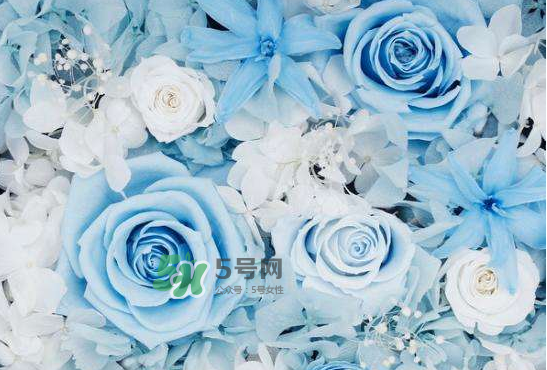 野獸派永生花會(huì)死嗎？野獸派永生花是什么？