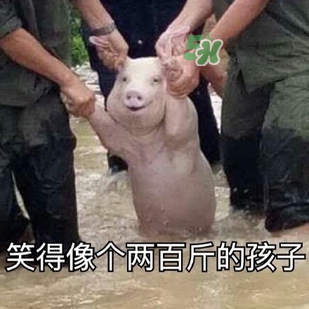 網(wǎng)紅小豬表情包為什么火了？網(wǎng)紅小豬表情包怎么火的？