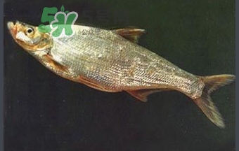 刁子魚是秋刀魚嗎？刁子魚是海魚嗎？