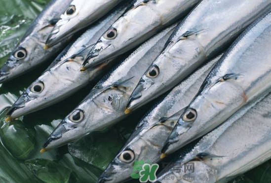 秋刀魚多少錢一斤2017？秋刀魚什么季節(jié)吃最好