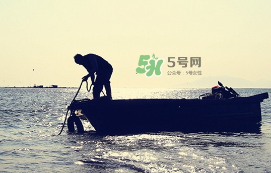 剝皮魚孕婦可以吃嗎？懷孕可以吃剝皮魚嗎？