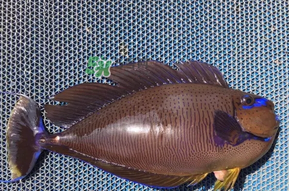 剝皮魚是什么魚？剝皮魚是深海魚嗎