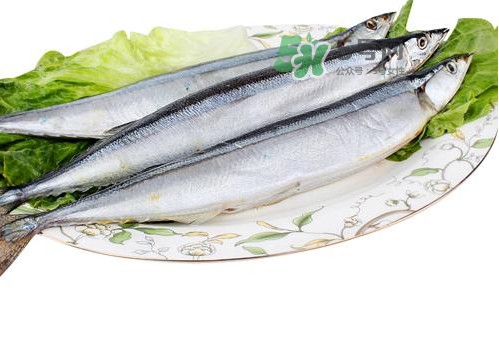 秋刀魚是海魚嗎？秋刀魚是淡水魚還是海魚