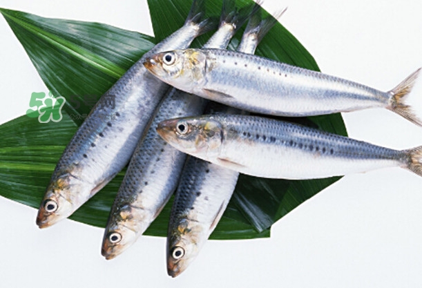 沙丁魚和秋刀魚有什么不一樣？秋刀魚和沙丁魚的區(qū)別