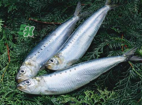 沙丁魚和秋刀魚有什么不一樣？秋刀魚和沙丁魚的區(qū)別