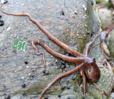 章魚(yú)有牙齒嗎？章魚(yú)天敵是什么