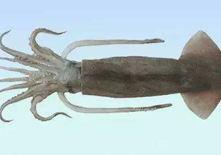 筆管魚是魷魚嗎？筆管魚和魷魚的區(qū)別