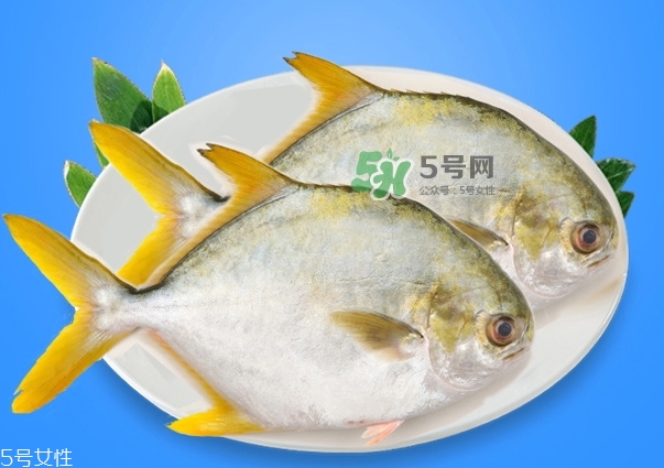 金鯧魚是海魚嗎？金鯧魚的刺多嗎？