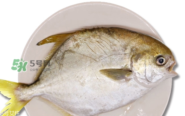 金鯧魚是海魚嗎？金鯧魚的刺多嗎？