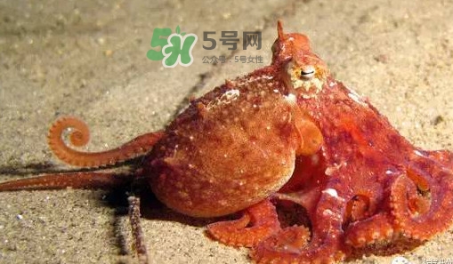 章魚(yú)有牙齒嗎？章魚(yú)天敵是什么