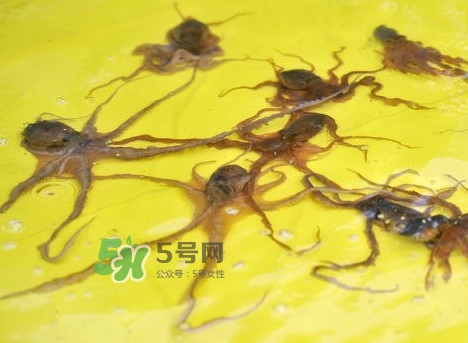 章魚會咬人嗎？章魚會吃人嗎