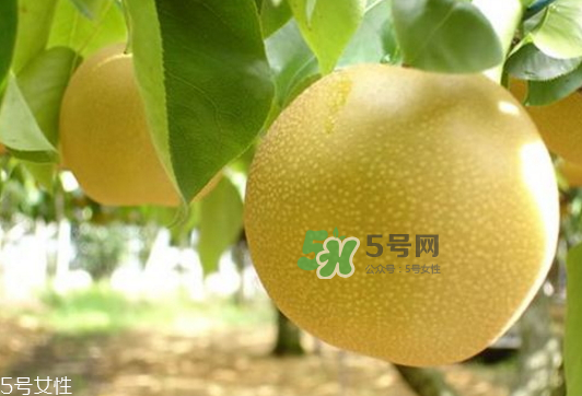 貢梨可以做冰糖雪梨嗎？貢梨可以燉川貝嗎？