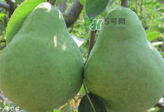 巴梨怎么吃？巴梨是熱性還是涼性的？