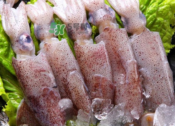 筆管魚是魷魚嗎？筆管魚和魷魚的區(qū)別