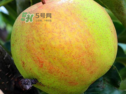 蘋果梨是轉基因還是變基因？蘋果梨的功效與作用