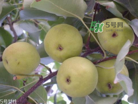 沙梨怎么做才好吃？沙梨的熱量
