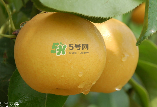 圓黃梨好吃嗎？圓黃梨的功效與作用
