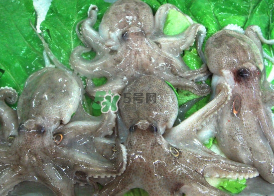 章魚會咬人嗎？章魚會吃人嗎