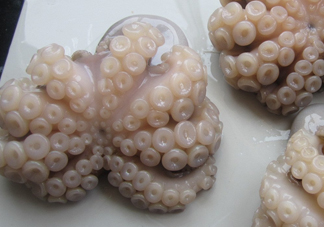 章魚有牙齒嗎？章魚天敵是什么