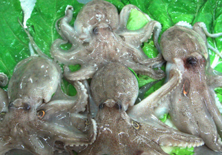 章魚會(huì)咬人嗎？章魚會(huì)吃人嗎