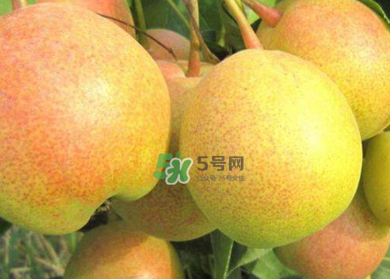 蘋果梨是轉基因還是變基因？蘋果梨的功效與作用