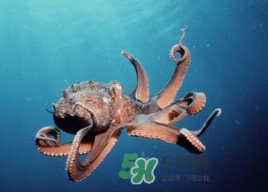 章魚是墨魚嗎？章魚有哪些特性