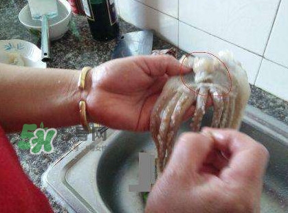 魷魚頭怎么切？魷魚怎么切花刀