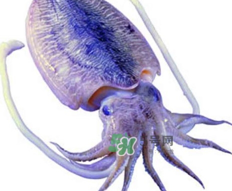 魷魚是墨魚嗎？魷魚和墨魚的區(qū)別